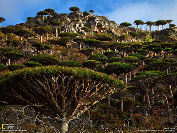 Socotra