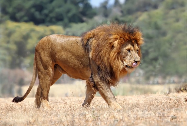 African Lion