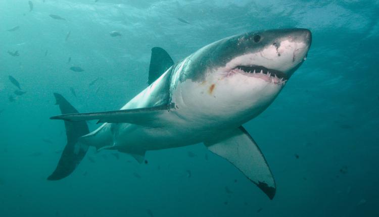 Great White Shark