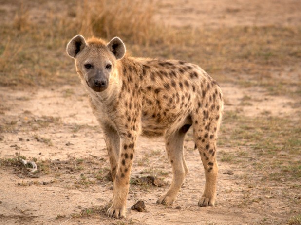 Hyena