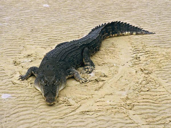 Salt Water Crocodile